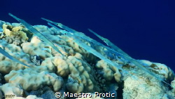 Red Sea, Cornetfish (fistularia commersonii)
Egypt, Shar... by Maestro Protic 